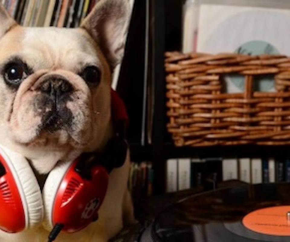 buldog dj