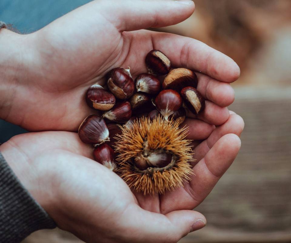 <a href="https://unsplash.com/@cmdor?utm_source=unsplash&utm_medium=referral&utm_content=creditCopyText">Sébastien Bourguet</a> on <a href="https://unsplash.com/photos/person-holding-brown-and-red-beans-sxrpceiAKts?utm_source=unsplash&utm_medium=referral&utm_content=creditCopyText">Unsplash</a>